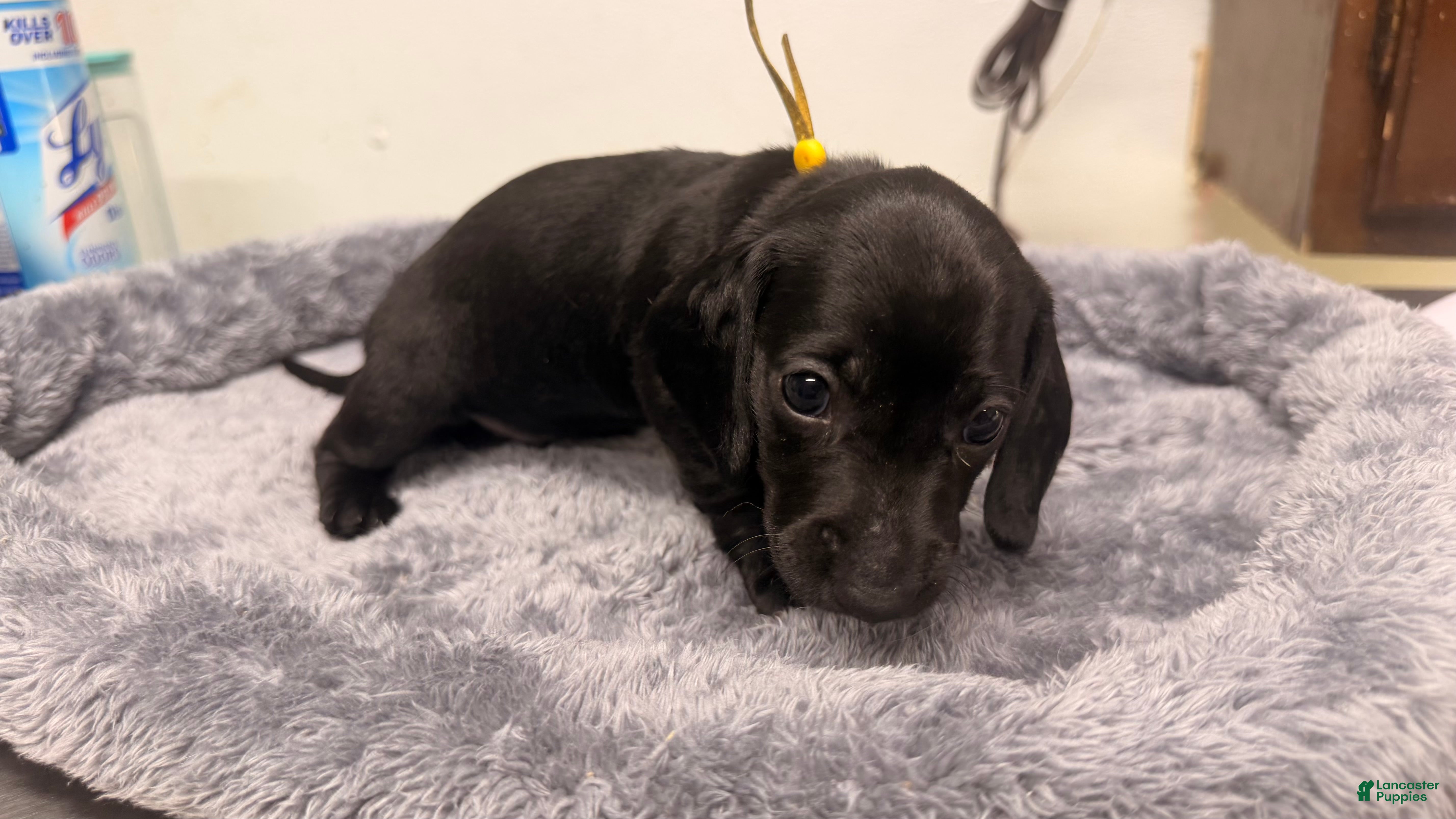 Miniature Dachshund dogs Miniature Dachshund 5 - Ad 1