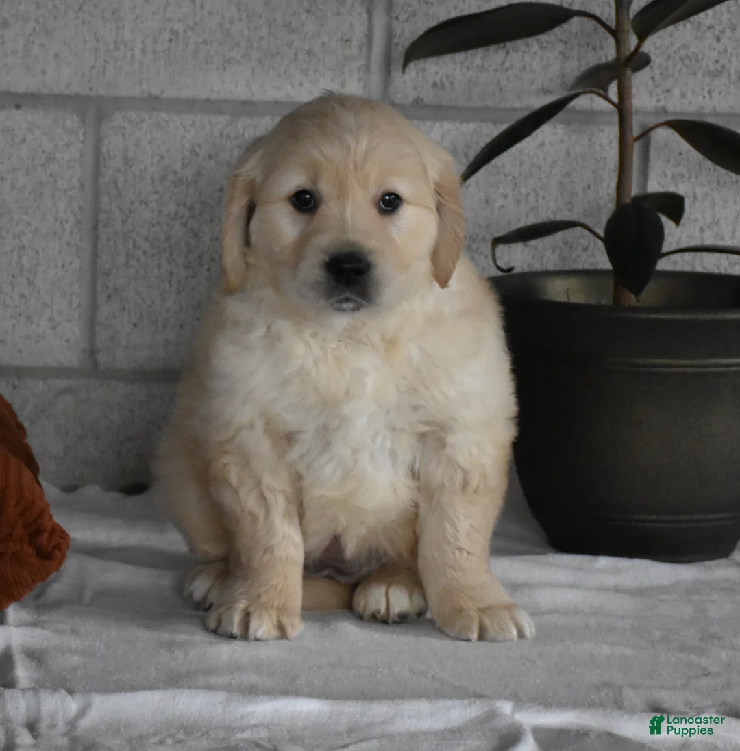 Golden Retriever dogs for sale: Harley  Genetic/OFA - Ad 25