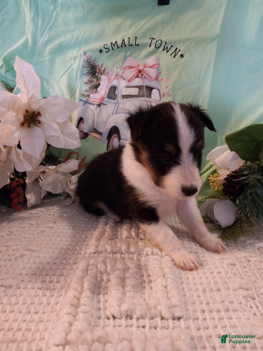 Shetland Sheepdog dogs for sale: AKC Willow - Ad 3