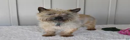 Cairn Terrier dogs for sale: Alex - Ad 7
