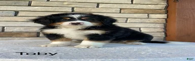 Toby