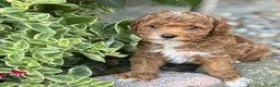 Toy Poodle dogs for sale: Pepsi - Ad 13