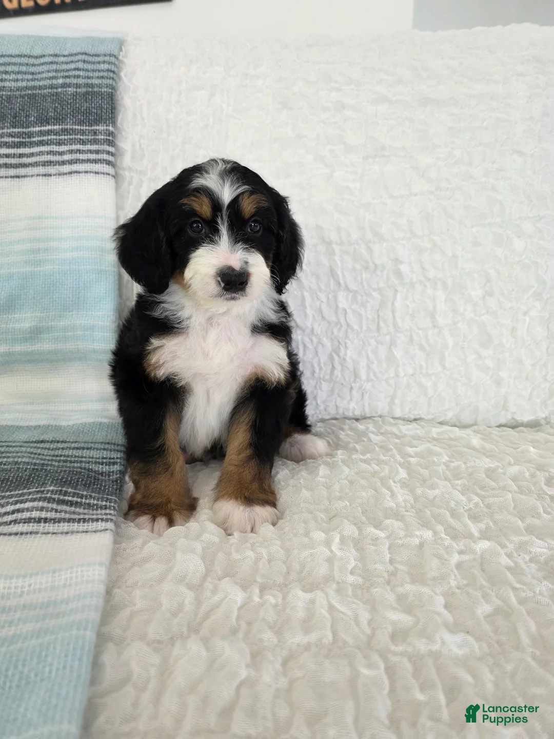 Bernedoodle dogs for sale: Arther - Ad 1
