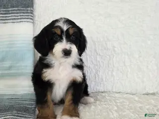 Bernedoodle dogs Arther - Ad 37