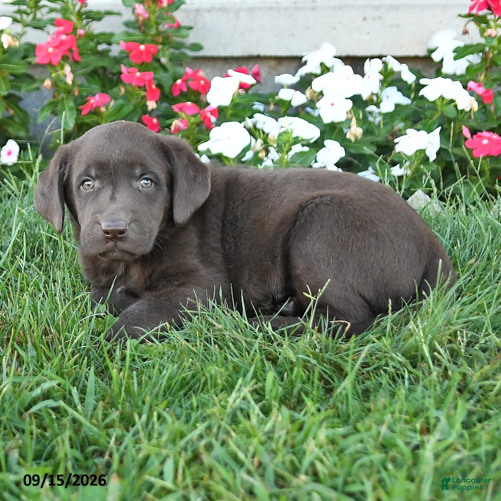 Labrador Retriever dogs Max - Ad 2
