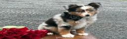 Toy Australian Shepherd dogs for sale: Tucker  - Ad 3