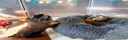 Yorkshire Terrier dogs for sale: Sandy - Ad 4