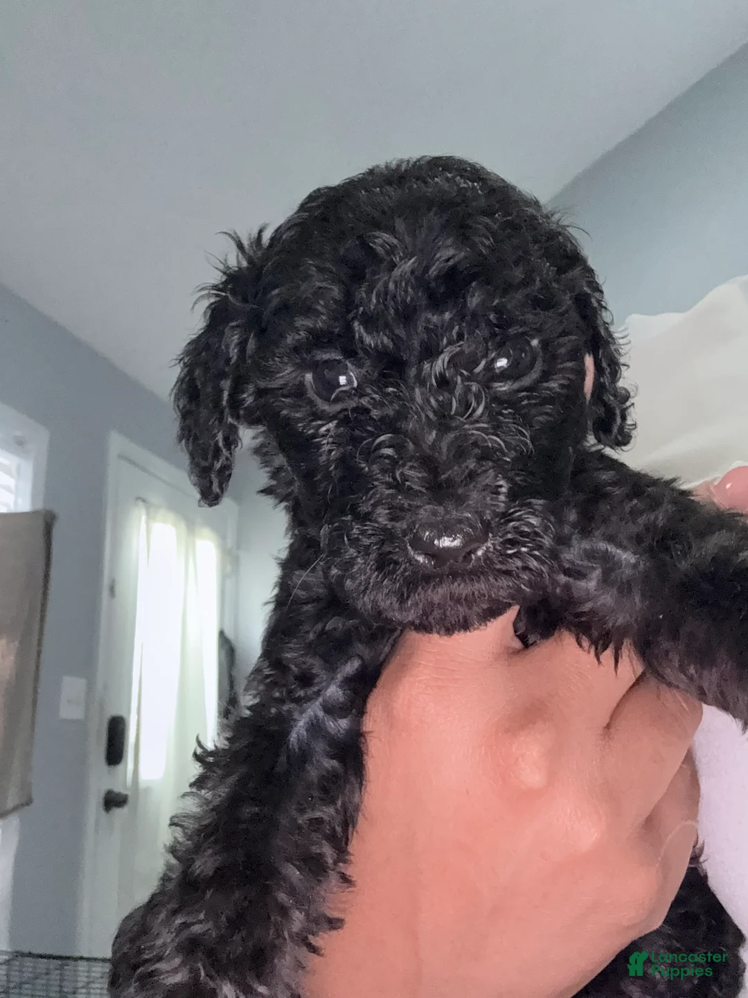 Double Doodle dogs for sale: Blue - Ad 1