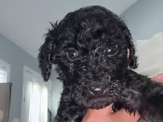 Double Doodle dogs Blue - Ad 6