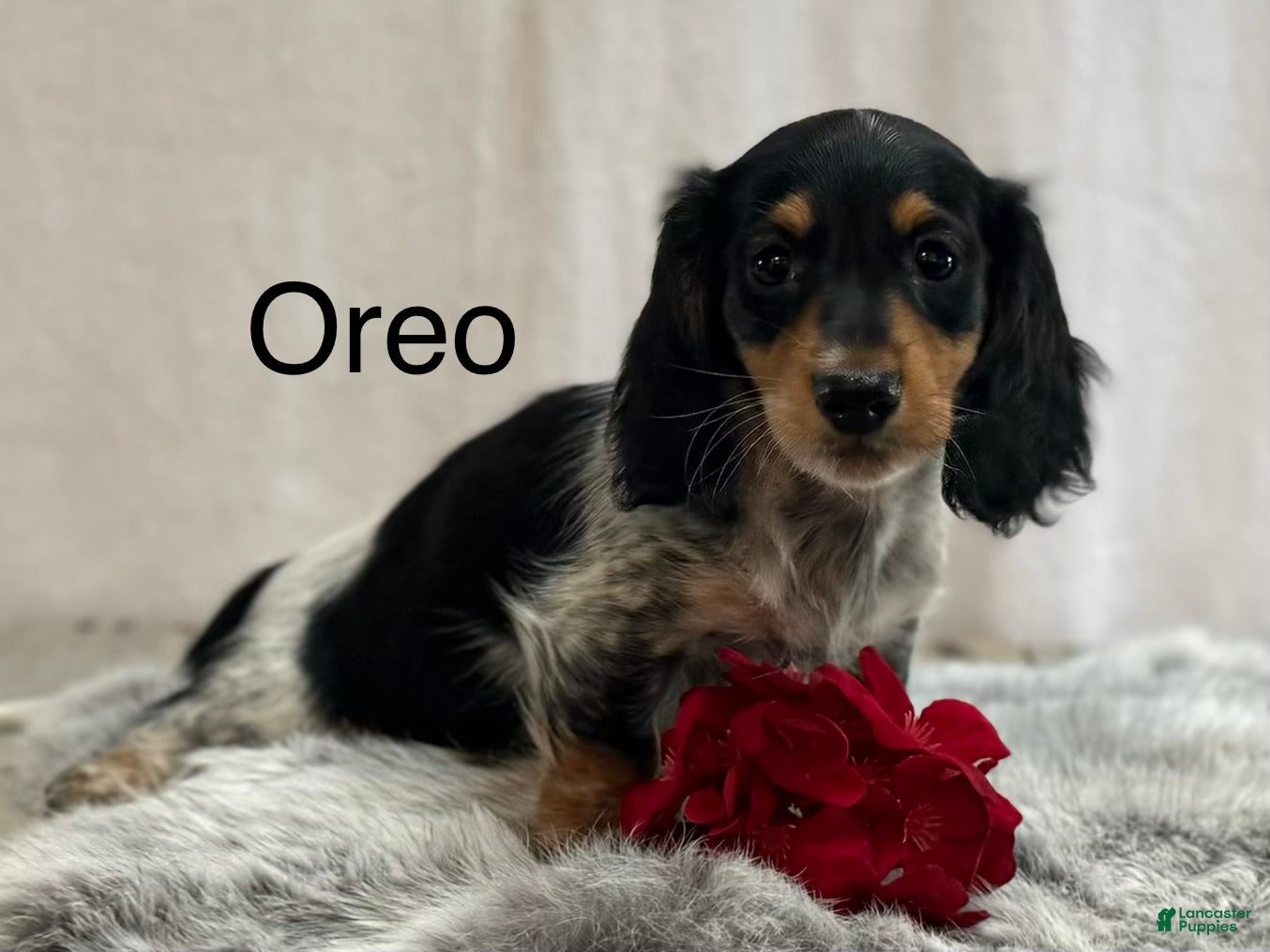 Miniature Dachshund dogs Oreo - Ad 1
