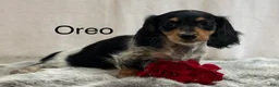 Miniature Dachshund dogs for sale: Oreo - Ad 1