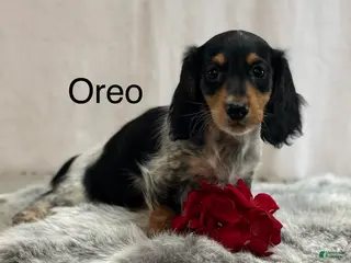 Miniature Dachshund dogs for sale: Oreo - Ad 1