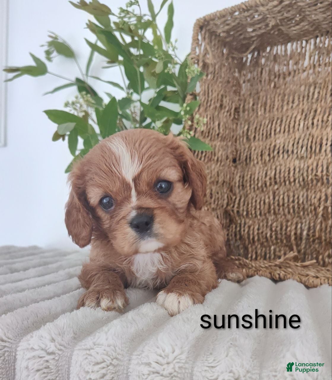 Cavalier King Charles Spaniel dogs Sunshine  - Ad 2