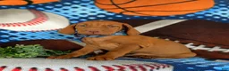 Vizsla dogs for sale: Tyson - Ad 5