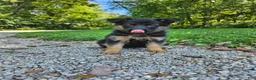 German Shepherd dogs for sale: Sosha - Ad 4