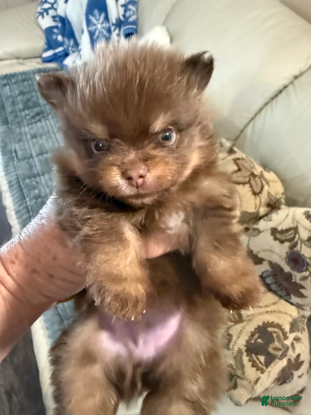 Pomeranian dogs for sale: #4 - Ad 1