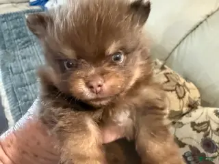 Pomeranian dogs #4 - Ad 38