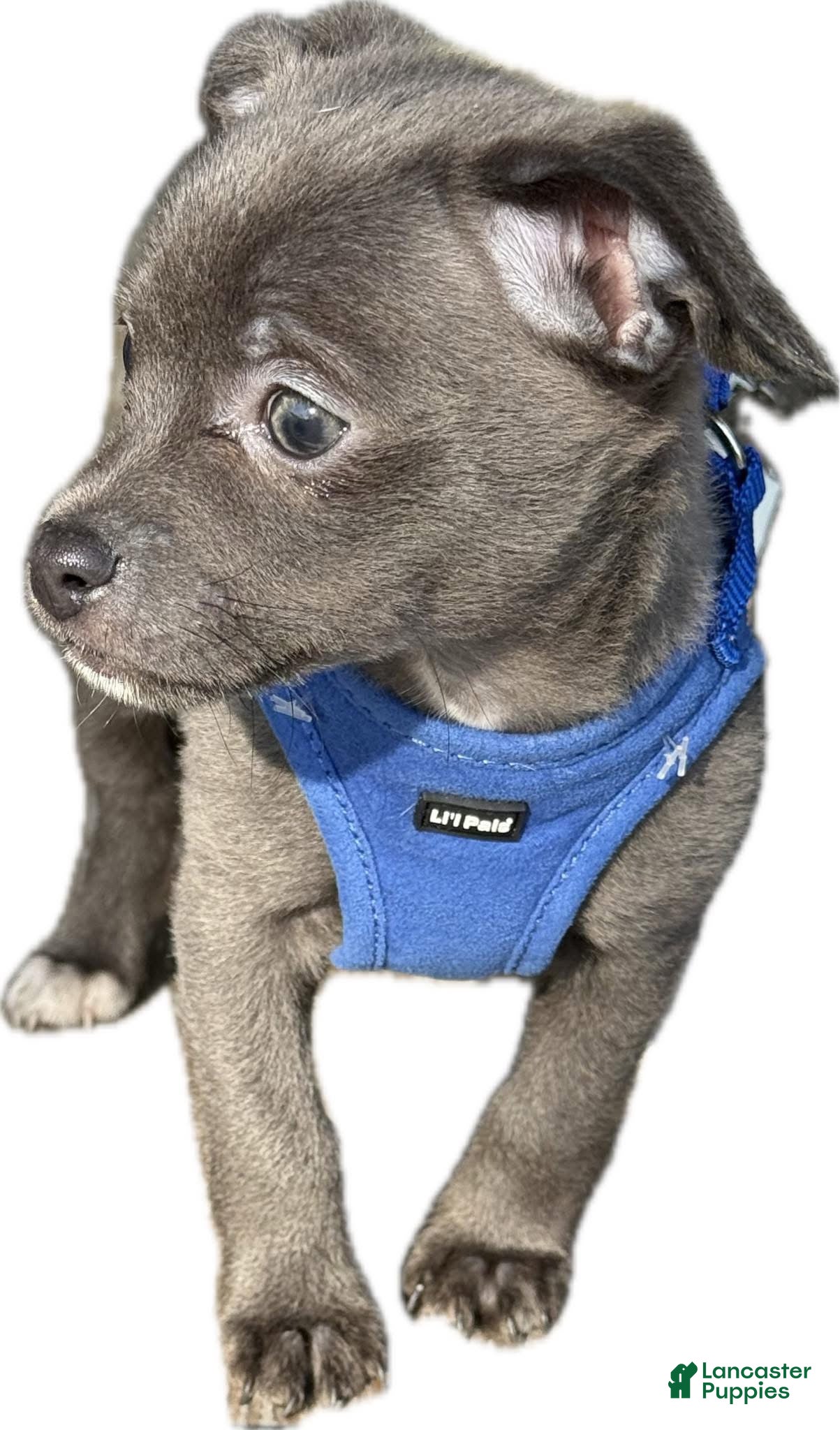 Chihuahua dogs Icon  - Ad 21