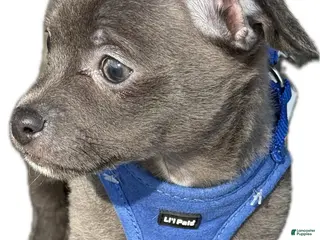 Chihuahua dogs Icon - Ad 21