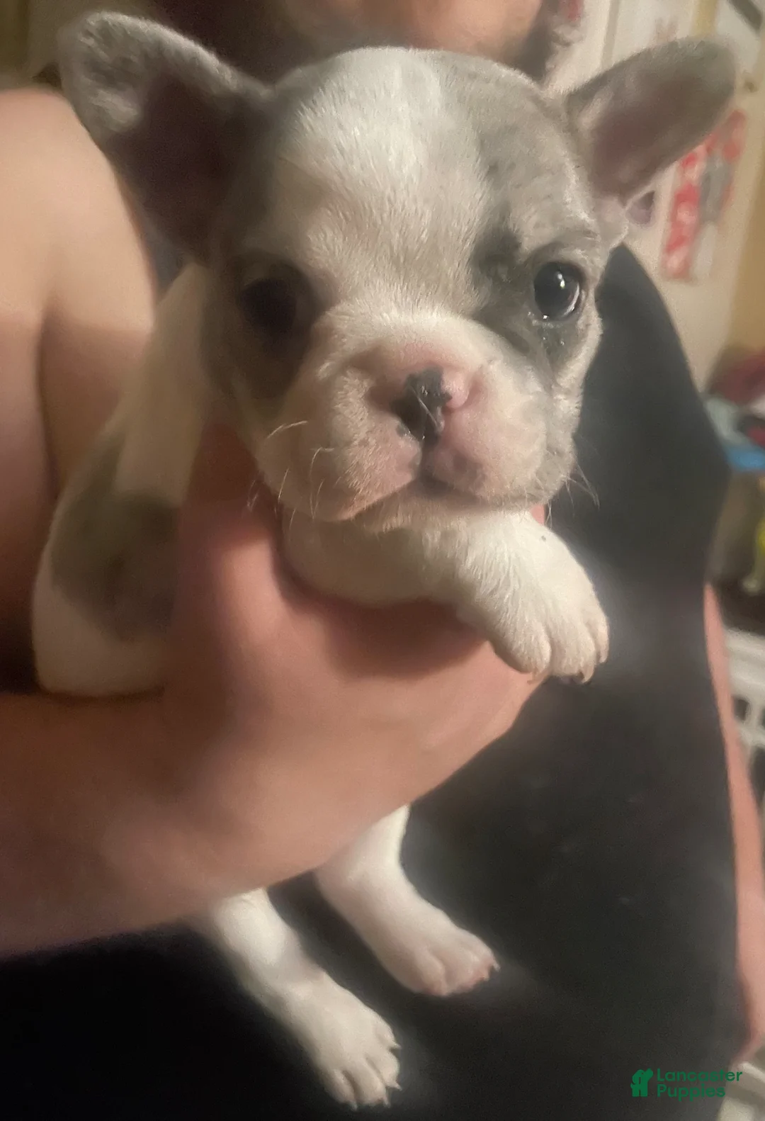 French Bulldog dogs for sale: French Bulldog Puppy 3 - Ad 2