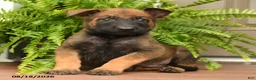 Belgian Malinois dogs for sale: Ulysses - Ad 1