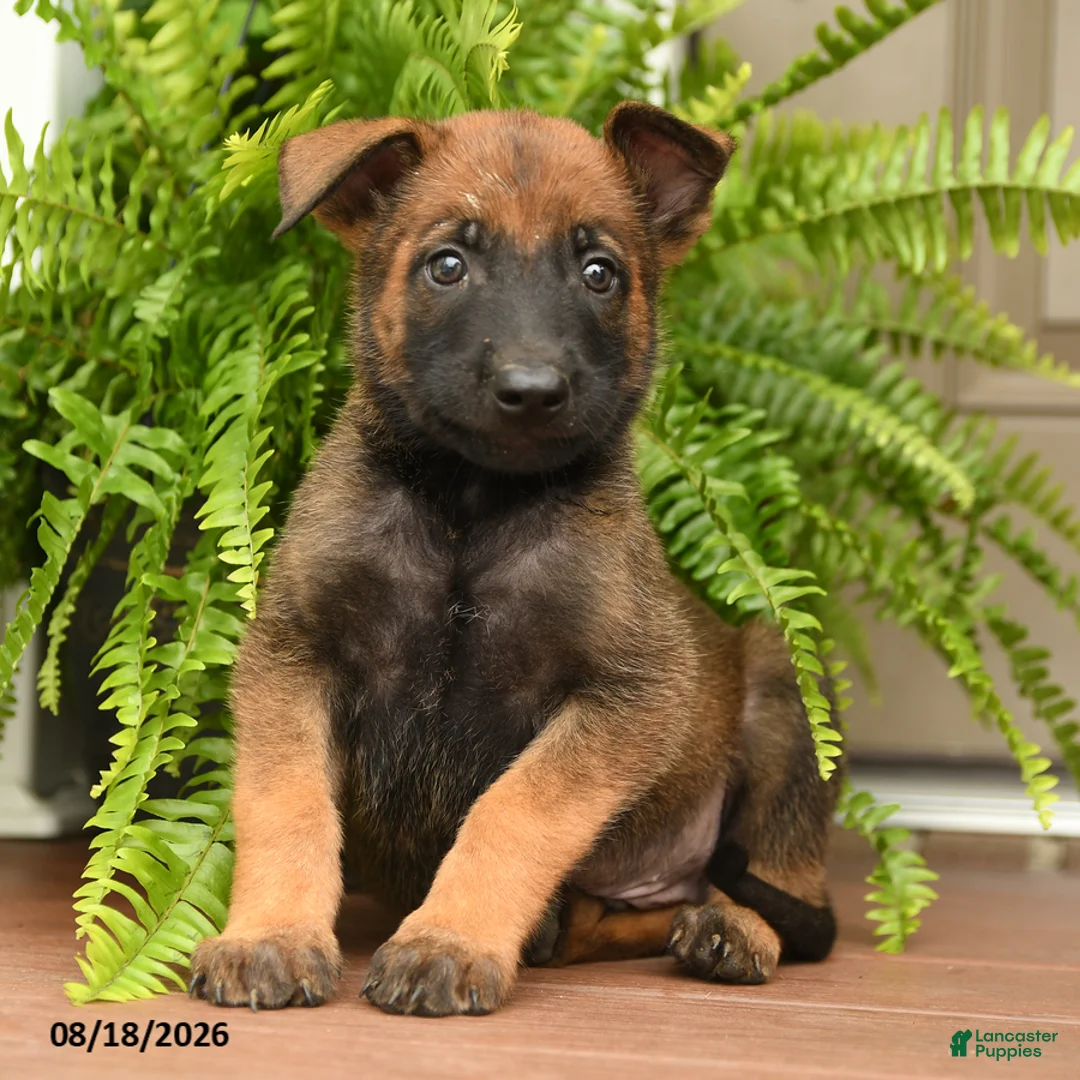 Belgian Malinois dogs for sale: Ulysses - Ad 1