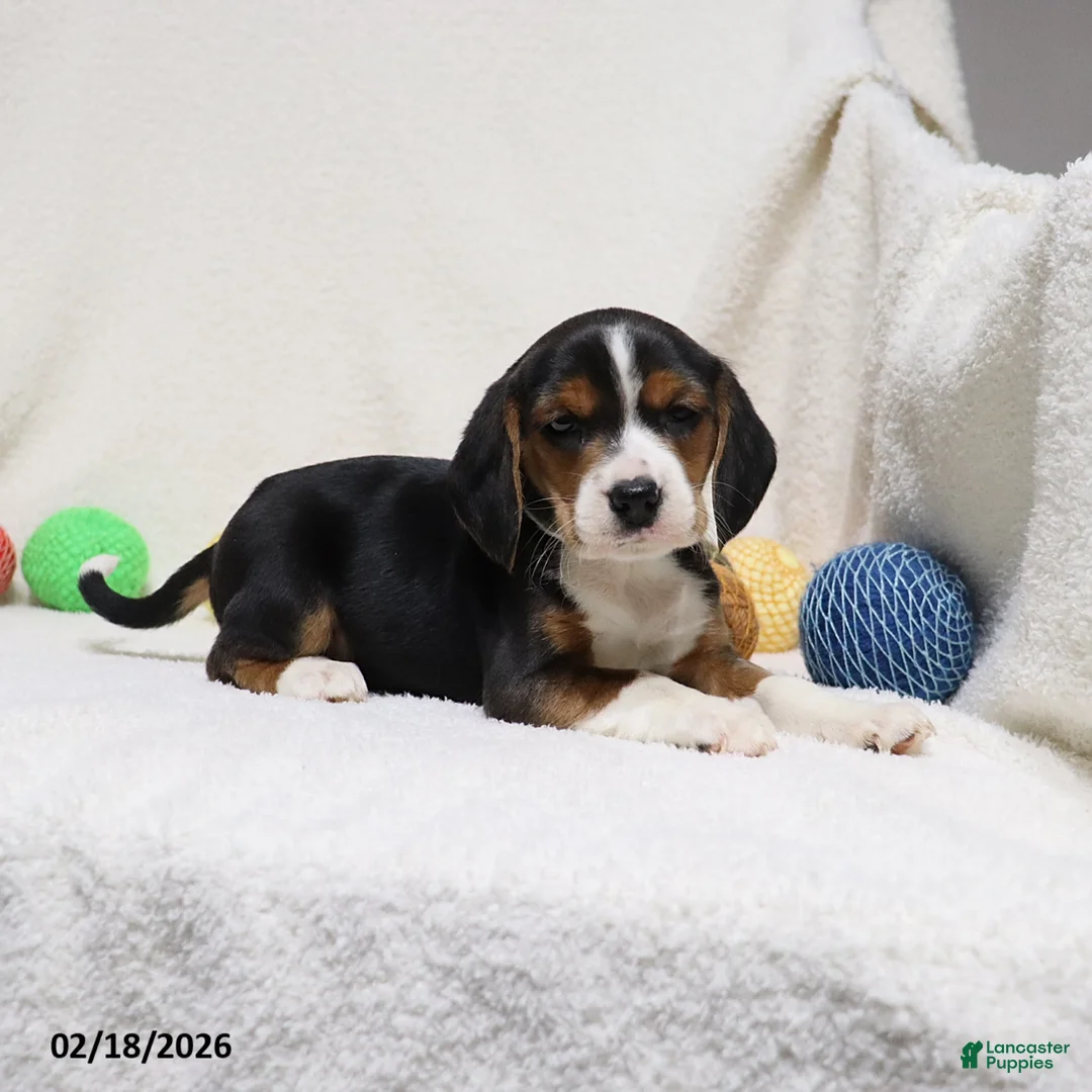 Beagle dogs for sale: Nigel - Ad 3