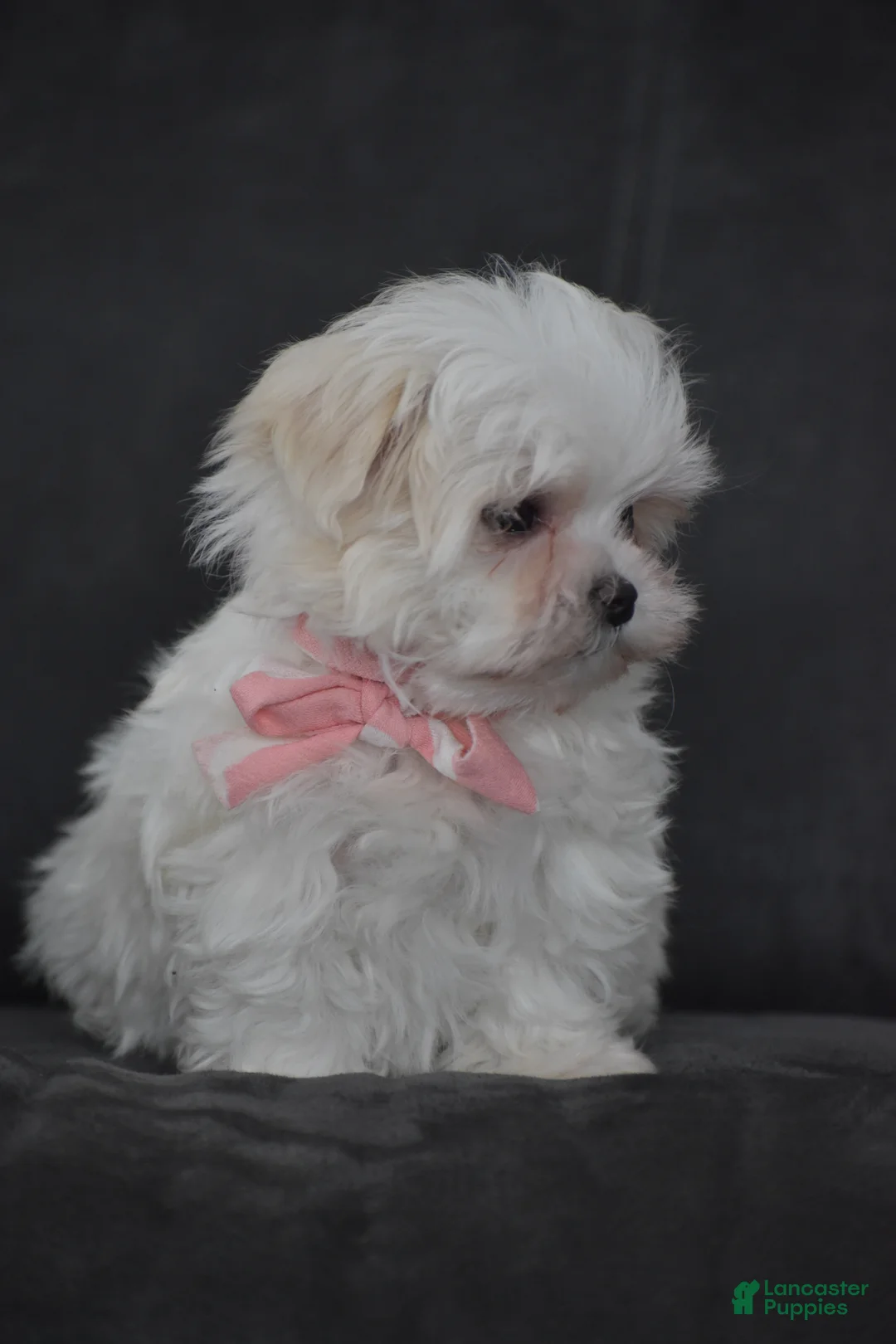 Maltese dogs for sale: Rosie - Ad 3