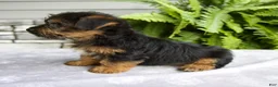 Yorkshire Terrier dogs for sale: Koby - Ad 5