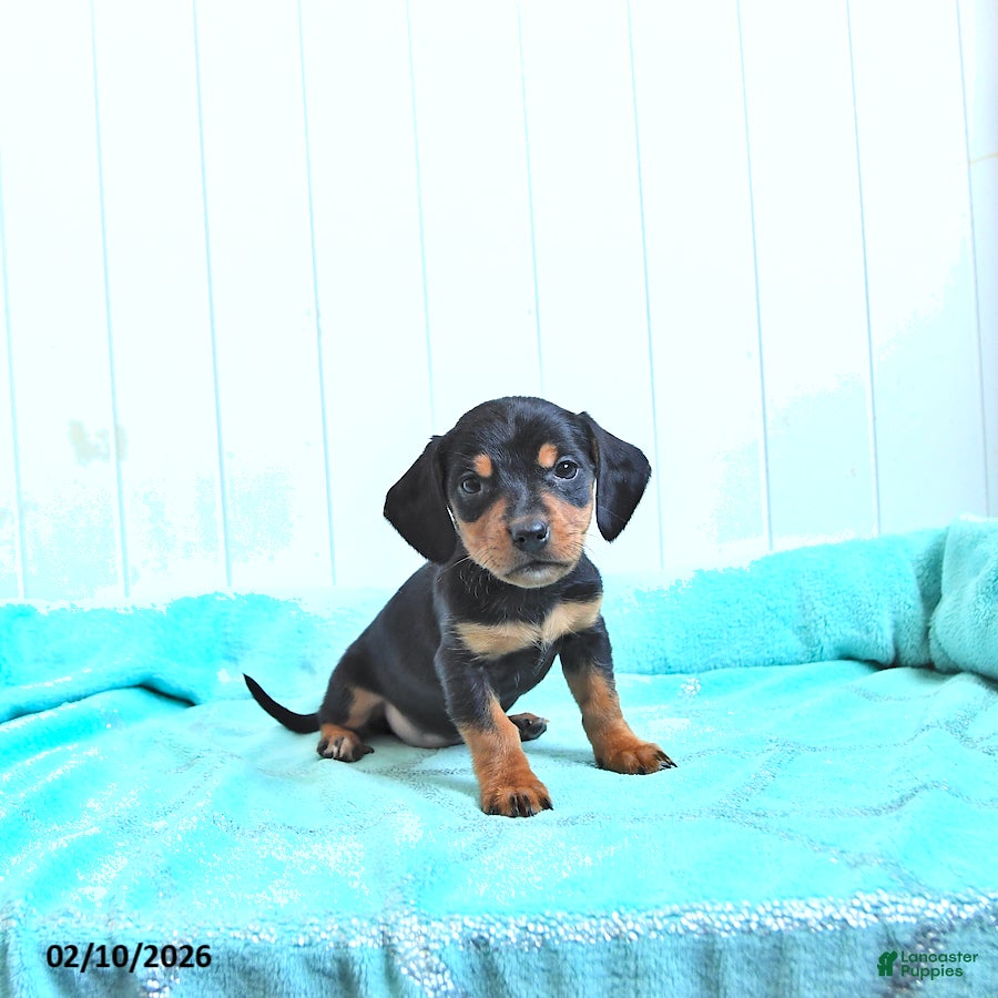 Mixed Breed dogs Midnight - Ad 2