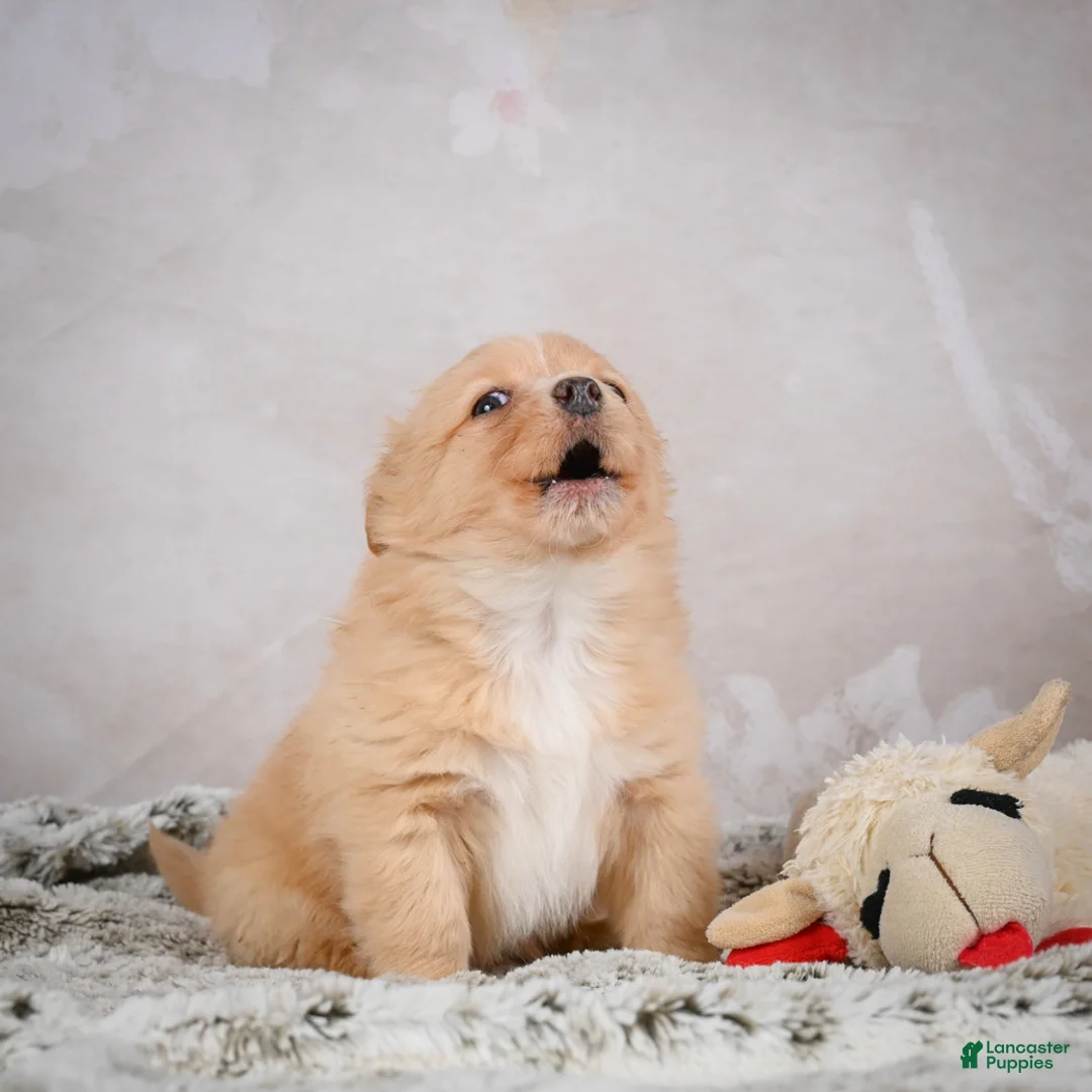 Chihuahua dogs for sale: Hugo - Ad 13