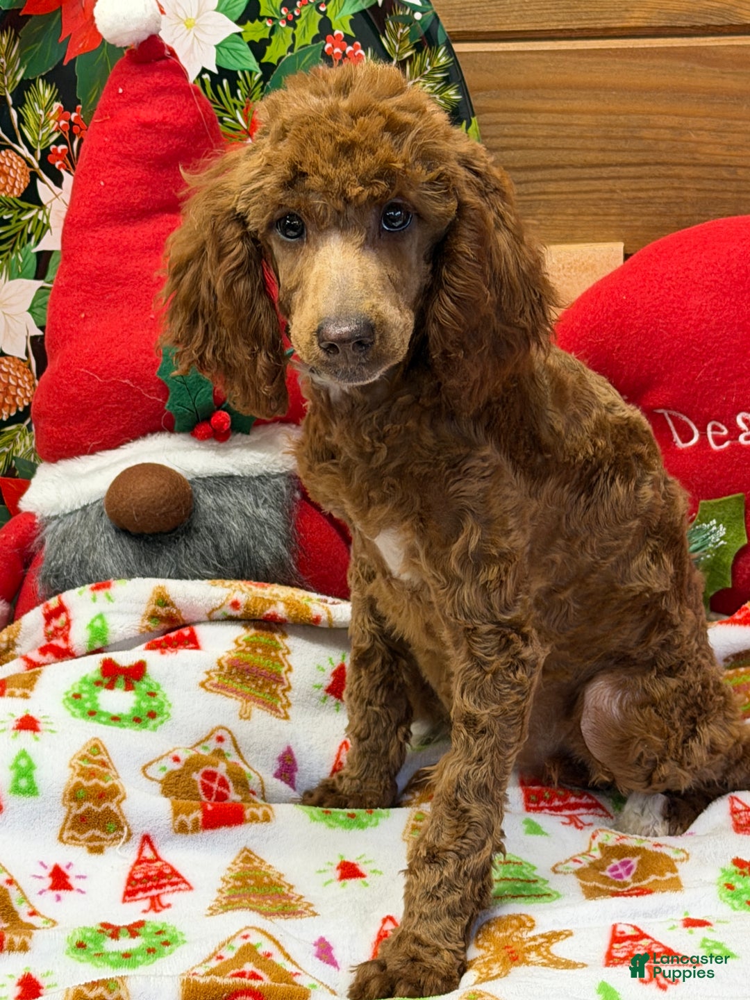 Miniature Poodle dogs for sale: Adele - Ad 3