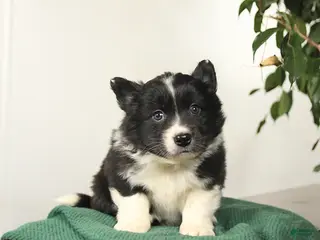 Mixed Breed dogs for sale: Jack - Ad 2