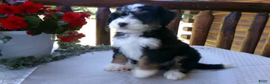 Bobby