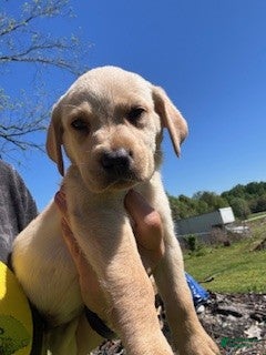 Labrador Retriever dogs Grey Collar Male - Ad 39