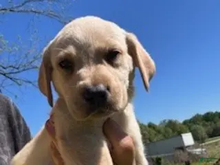 Labrador Retriever dogs Grey Collar Male - Ad 23