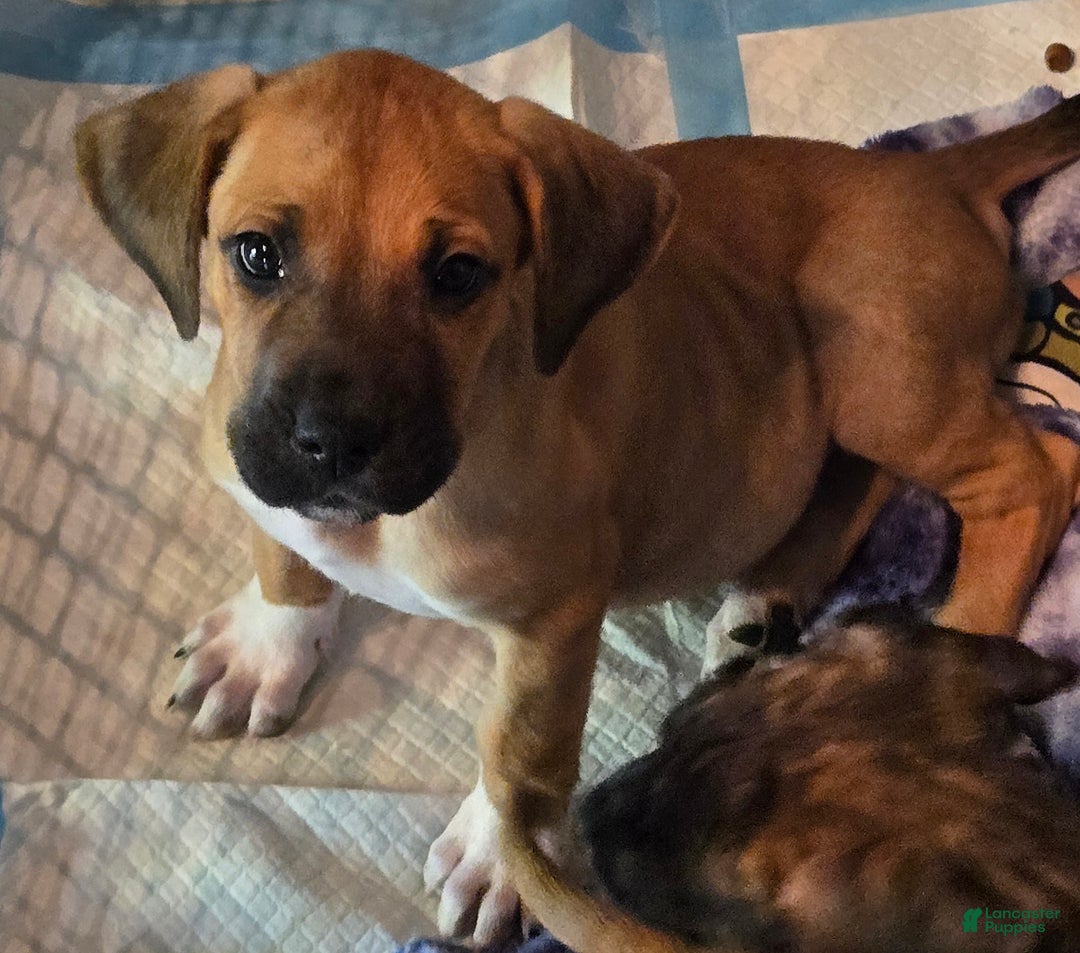 Mixed Breed dogs for sale: Mixed Breed Puppy 2 - Ad 1