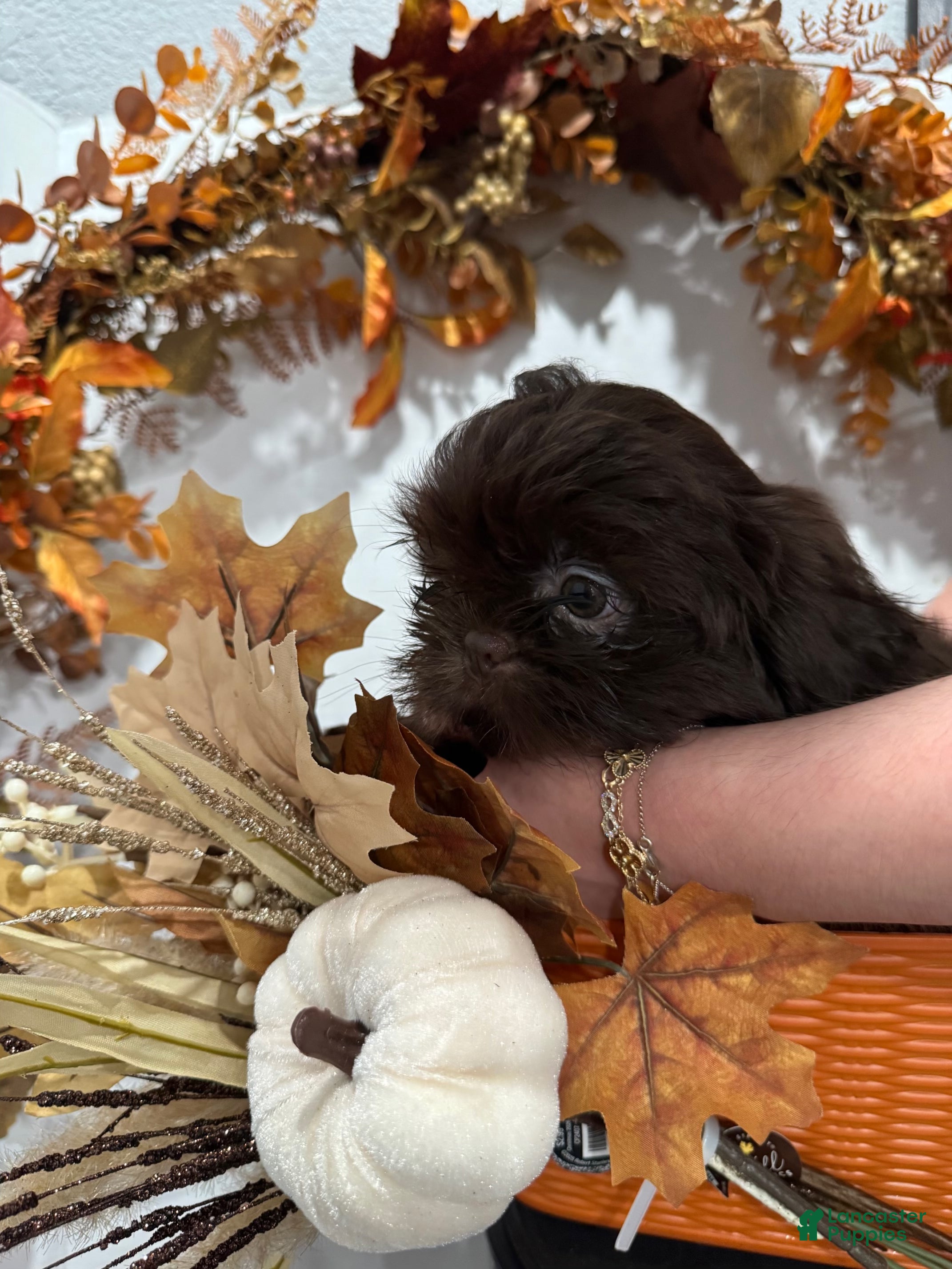 Shih Tzu dogs Waffle 🧇  - Ad 21