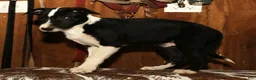 Border Collie dogs for sale: Max - Ad 5