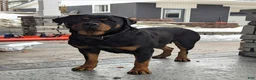 Mixed Breed dogs for sale: Luna - Ad 14