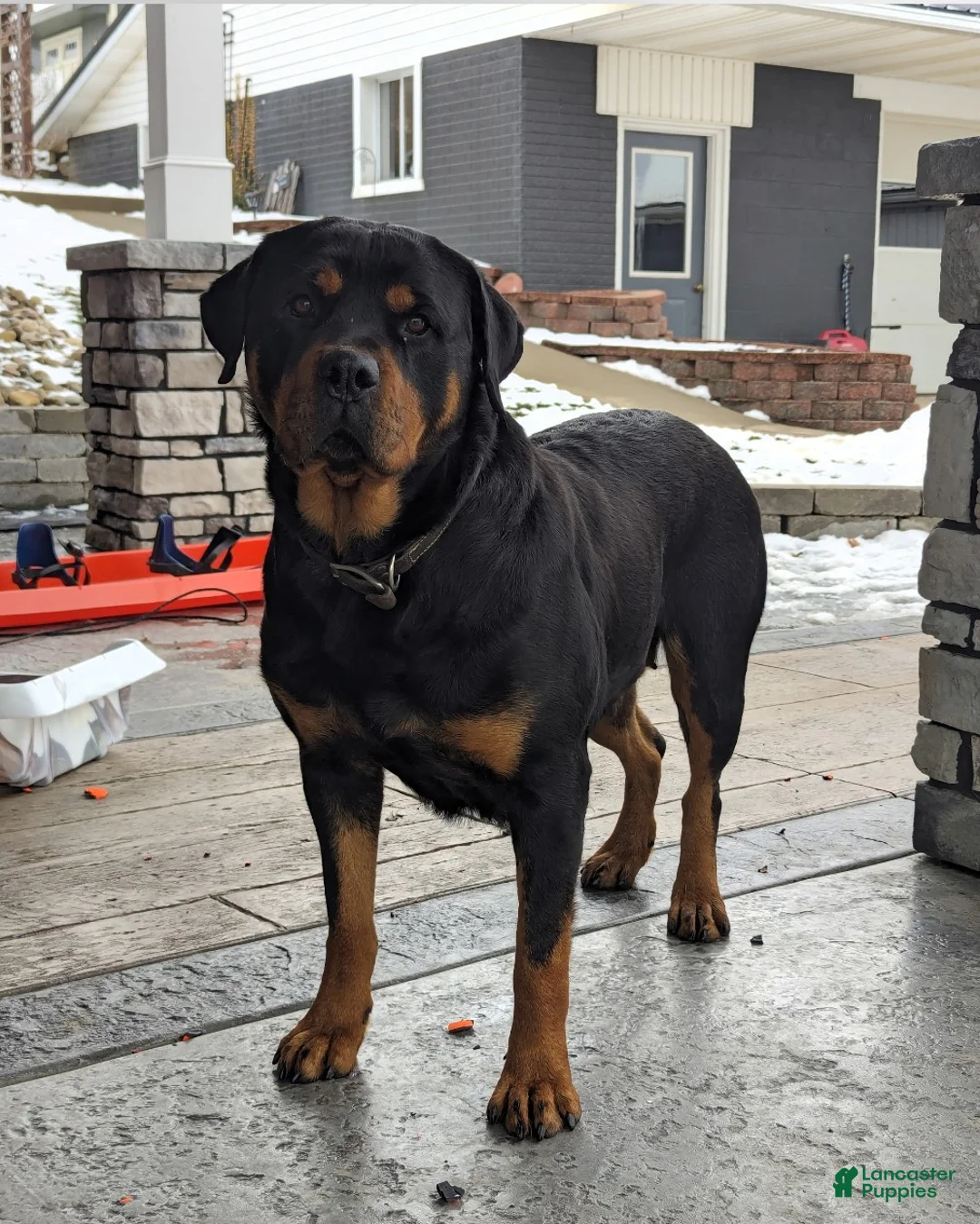 Mixed Breed dogs for sale: Luna - Ad 14