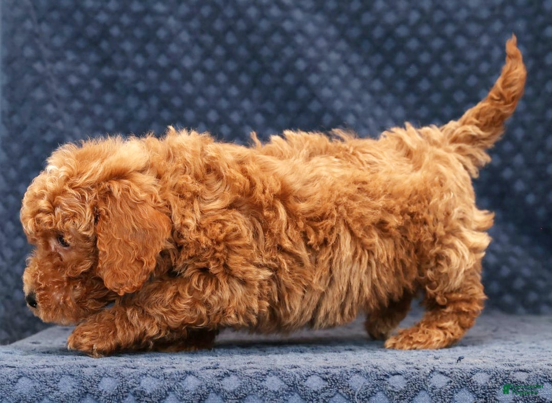 Bichpoo dogs for sale: Ethan - Ad 5