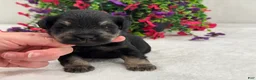 Miniature Schnauzer dogs for sale: Mae Male 3 - Ad 4