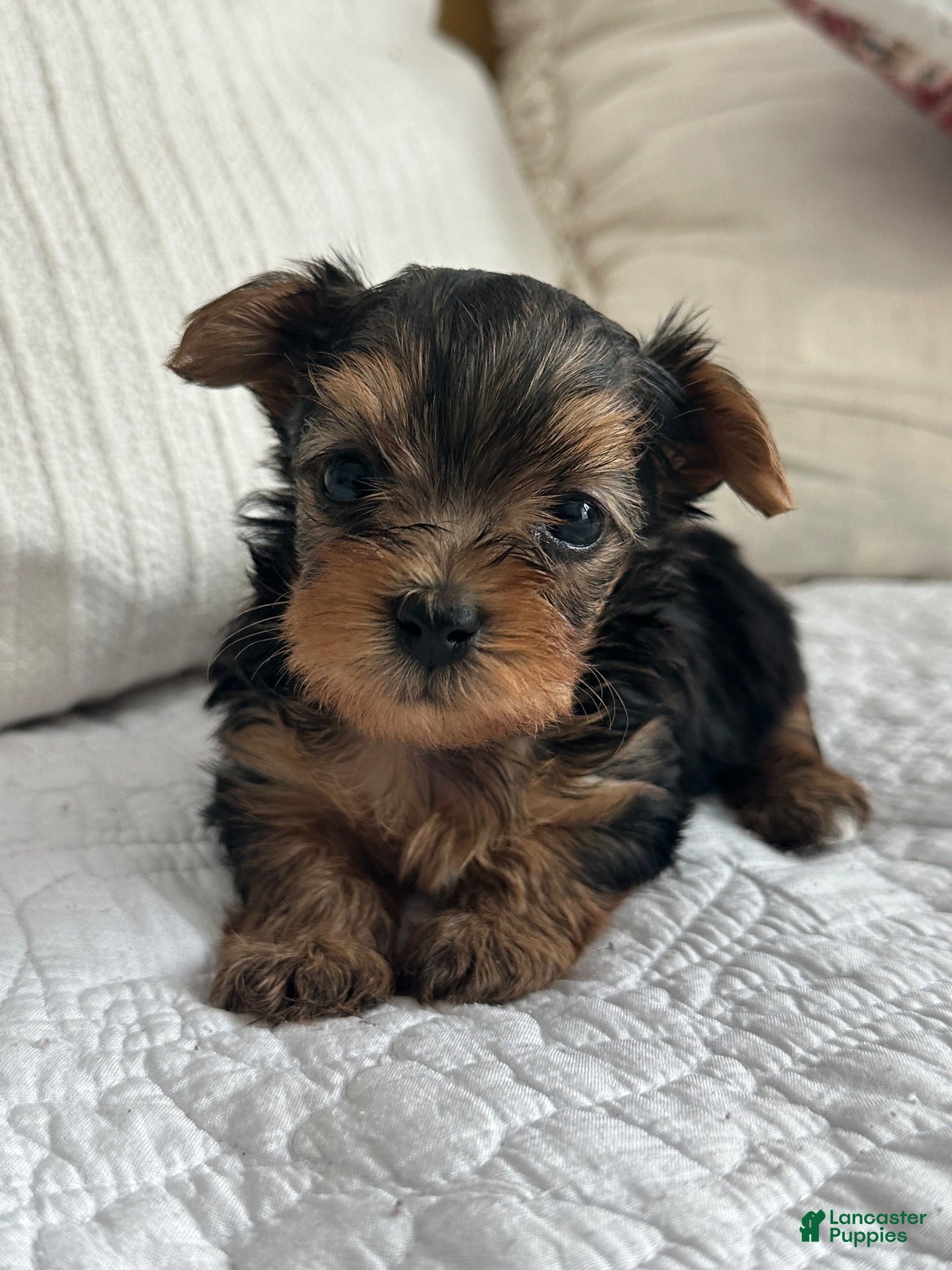 Yorkshire Terrier dogs Yorkshire Terrier Puppy 3 - Ad 40