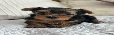 Yorkshire Terrier Puppy 3