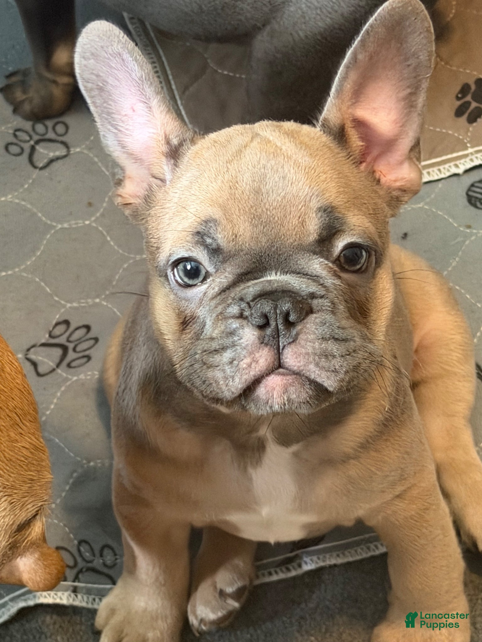 French Bulldog dogs Gonzo - Ad 31