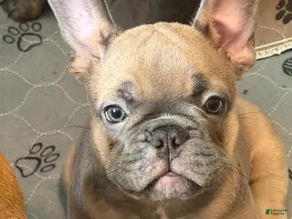 French Bulldog dogs for sale: Gonzo - Ad 1