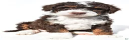Mini Bernedoodle dogs for sale:  Derrick - Ad 1