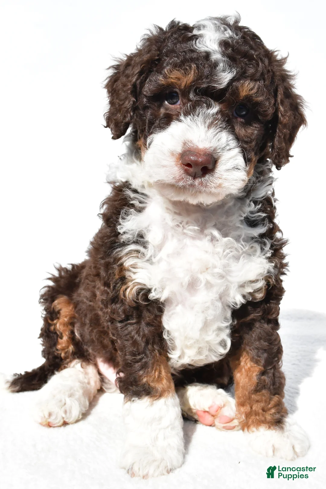 Mini Bernedoodle dogs for sale:  Derrick - Ad 1