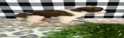 Saint Bernard dogs for sale: Honda - Ad 4